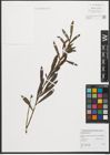 Foto von Salix purpurea L.